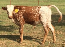 OPTIMUM STEER #35