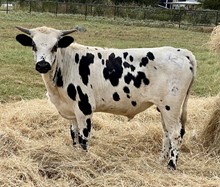 Farlap Dolly Steer 