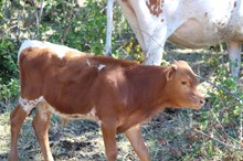 FERDINAND