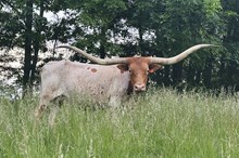Country Mellow 