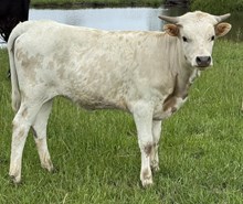 Dream 24 Heifer