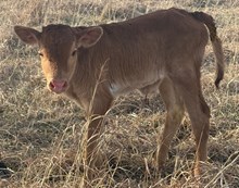 SHERIDAN X CASANOVAS ROYALTY bull