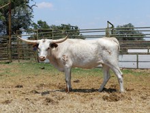 LLL Gunsmoke's Darling