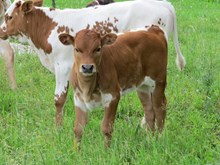 GUNAVAN'S RESPECT BULL CALF 