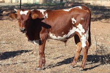 2021 Aussie Mustang's bull