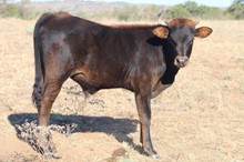 2021 Camero bull