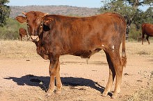 2021 Coraline bull