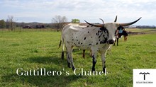 CCL Gatillero's Chanel