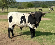 Ginger's Catchit EOT x Dynamic 0 bull calf