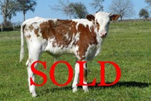 GRASS ROOTS BIG SUPER X B'S PANDORA BULL CALF