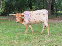 G2 HEIFER