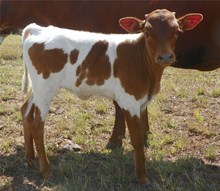 CCR Guardian Rose Heifer