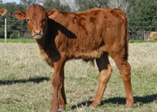 GUTS AND GLORY X BL COWBOY RED BULL CALF