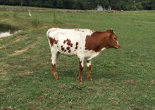 CSL TUFF COWGIRL