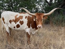 HH BRAZOS AUSSIE 2