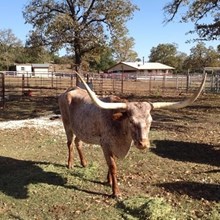 HH RAWHIDE'S WINE GAL