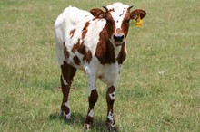 HL FLAMINGO'S FIRE 5/4 2009 CALF