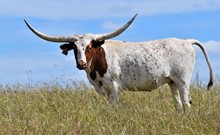 HLR Blue Moon of Texas