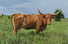 HOLY COWGIRL 72/3