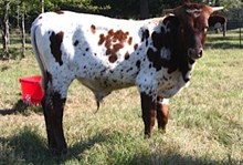 SHR Wow's Hank Haystack