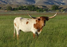 BOLERO'S HATTRICK