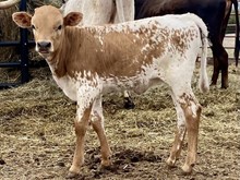 Heaven Heifer Calf