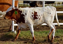 HEIFER 639