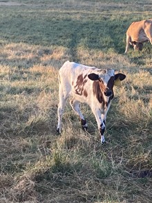 Top Buttons 22 Heifer