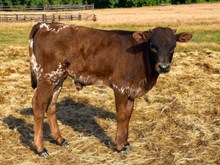 Bull Calf Dynamic 0 / Honey Dip 