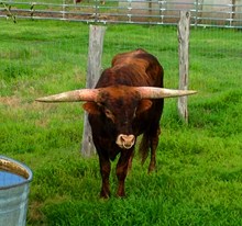 SSR Hook'em