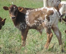 HORSESHOE J FORTUNATE BULL 