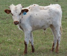 IM BULL 15/17