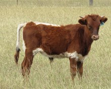 IM STEER 28/17