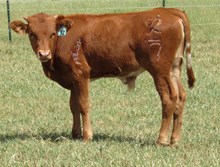 IM STEER 32/17