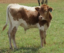 IM STEER 33/17