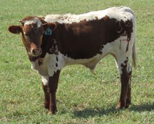 IM STEER 34/17