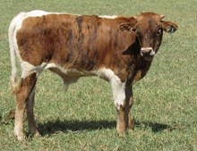 IM BULL 39/17