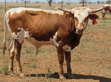 IM BULL 41/16