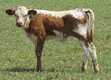 IM BULL 41/17 