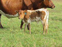IM Bull 47/17
