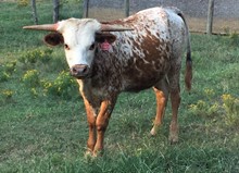 2017 Kissin Beauty Heifer