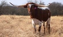 ALMENDRA GAIL 