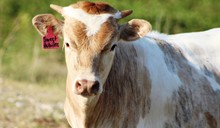 2020 Sweet Jubilee Bull
