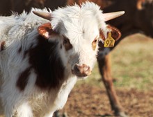 2018 Arete Bull