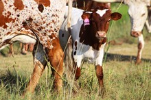 2020 Umbra Bull