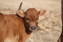 2018 Outback Betsy Heifer