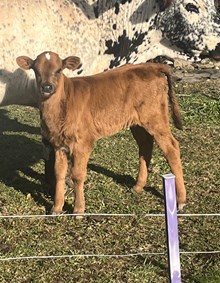 RRR Princess x RRR Diamond J’s Edge