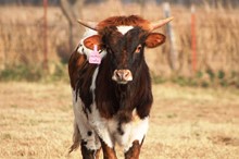 2018 Smoken Lady Bull