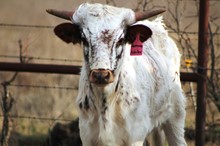 2018 Jameson Jubilee Heifer