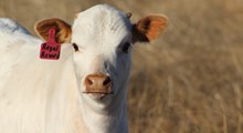 2019 Regal Reward Bull